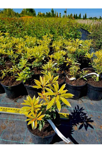 Пієрис японський Флемінг Сільвер - 3л/вис.20-30см/Ø20-30см